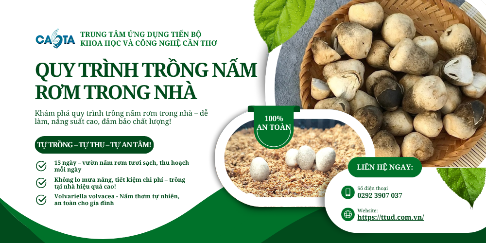 1753252911_Quy trình trồng nấm rơm.png